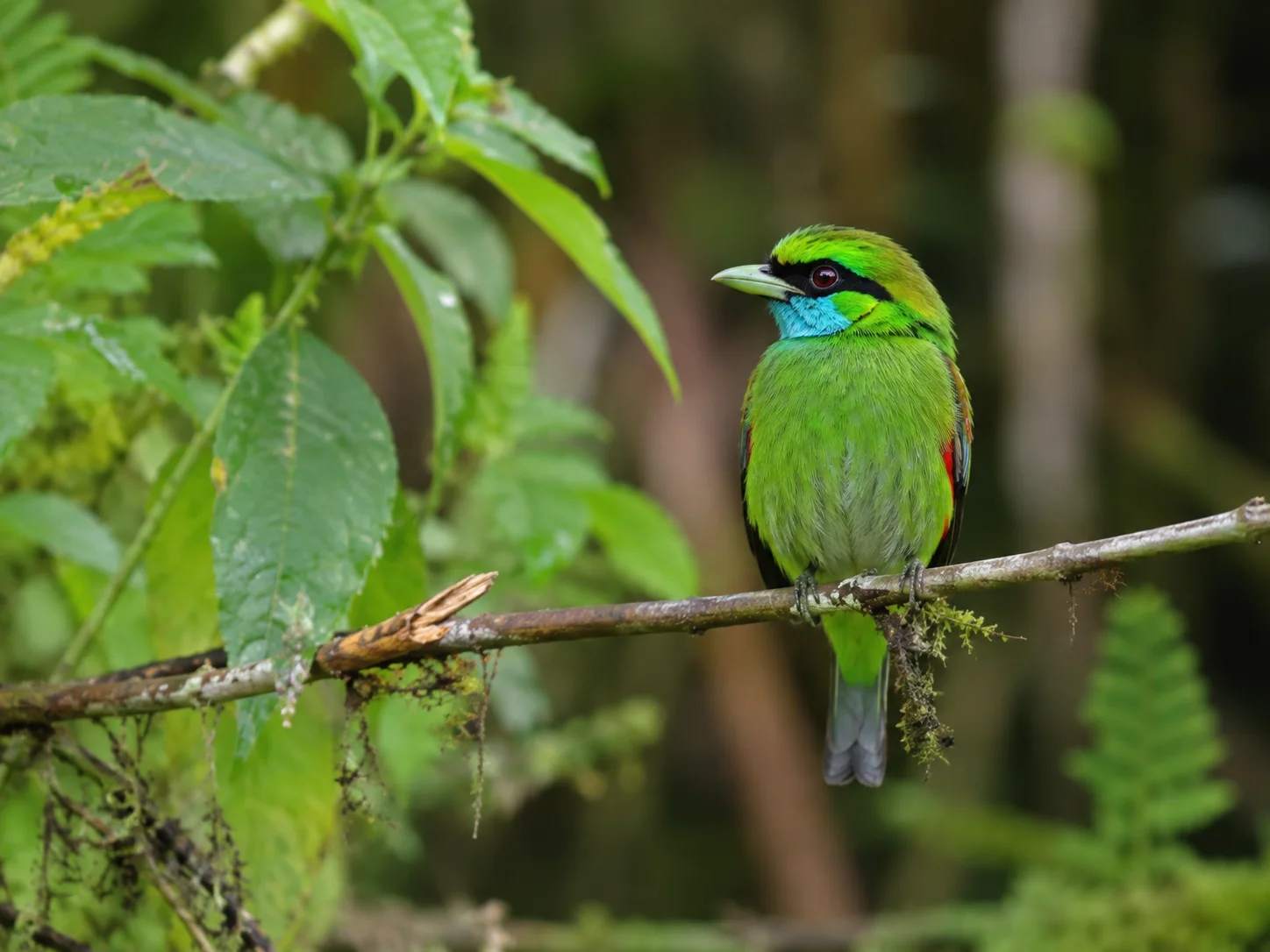 the African Green Broadbill