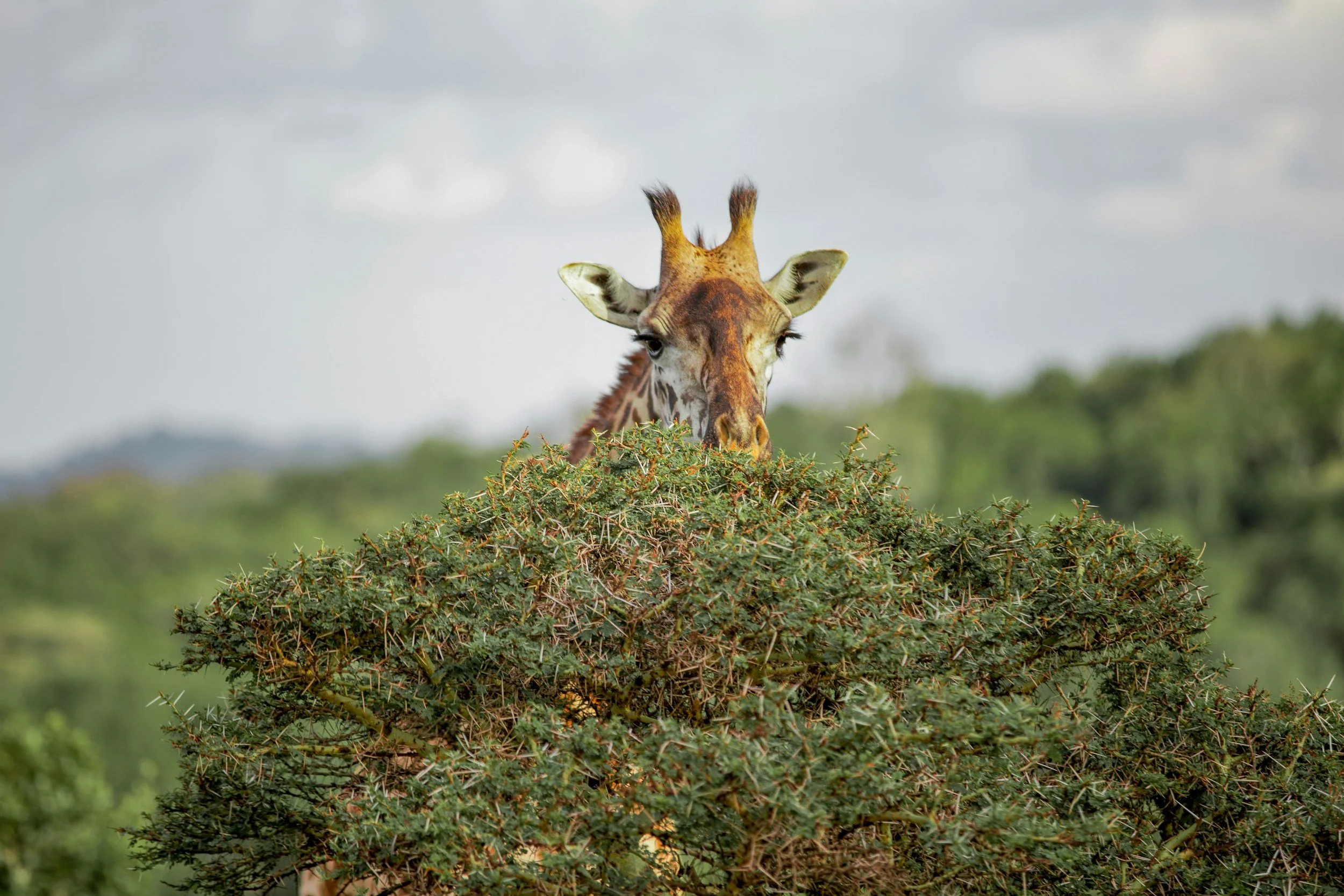 Best Time for Game Drives and Wildlife Viewing in Arusha National Park