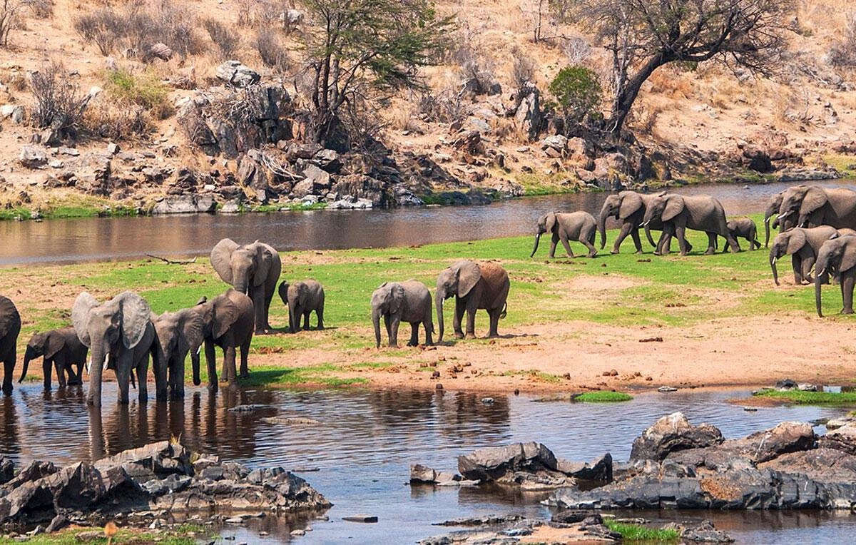 Elephants and dry woodland in Ruaha National Park Tanzania safari