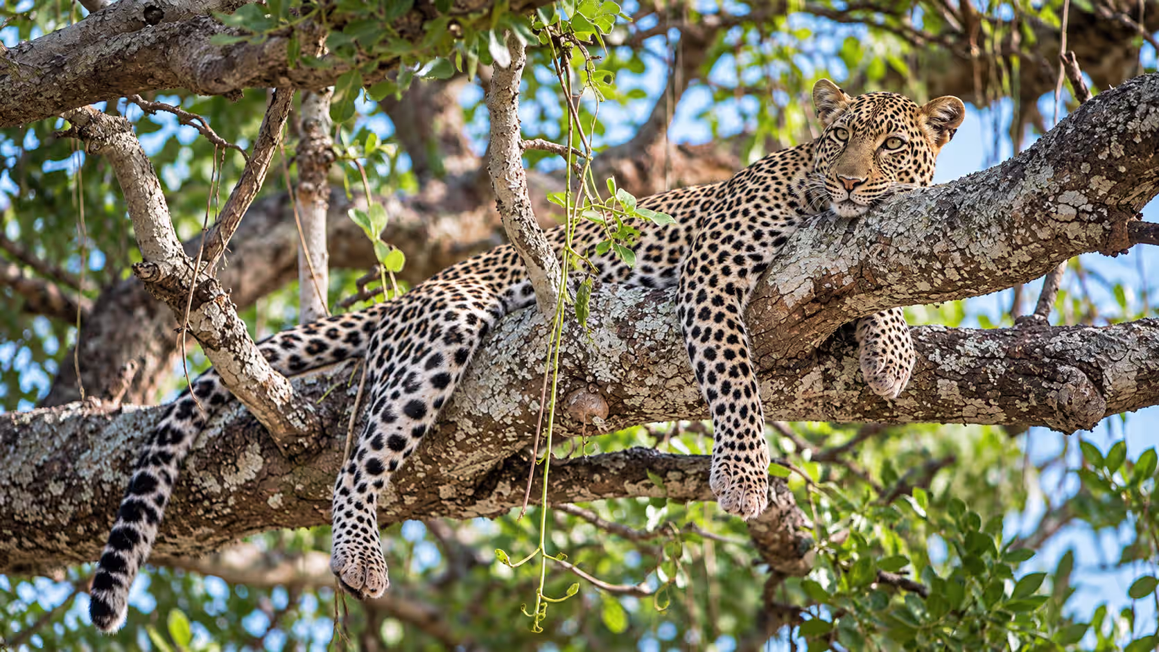 Hippos and remote wilderness in Katavi National Park Tanzania