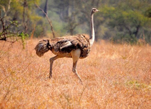 4-Day Luxury Kidepo Safari by Air
