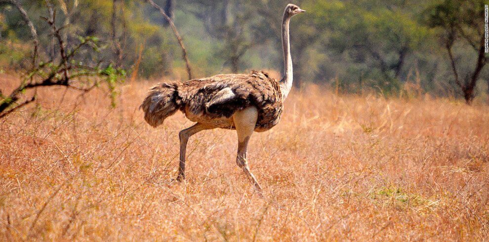 Kidepo Valley National Park