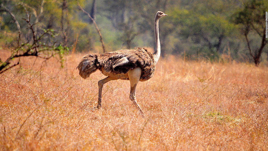 Remote wildlife safari in Kidepo Valley National Park, Uganda