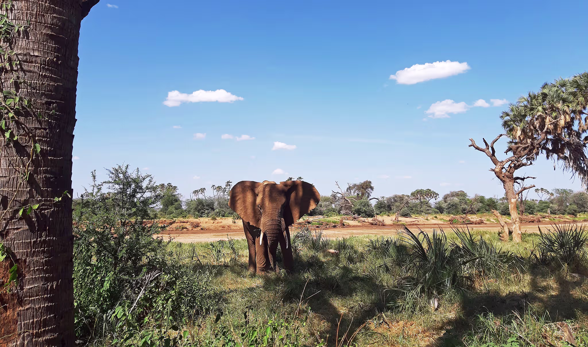 Reticulated giraffe and dry country wildlife in Samburu National Reserve Kenya