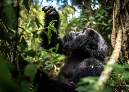 5 Day Uganda Gorilla and Chimpanzee Safari