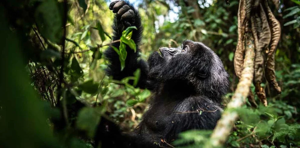 gorilla trekking experience in rwanda