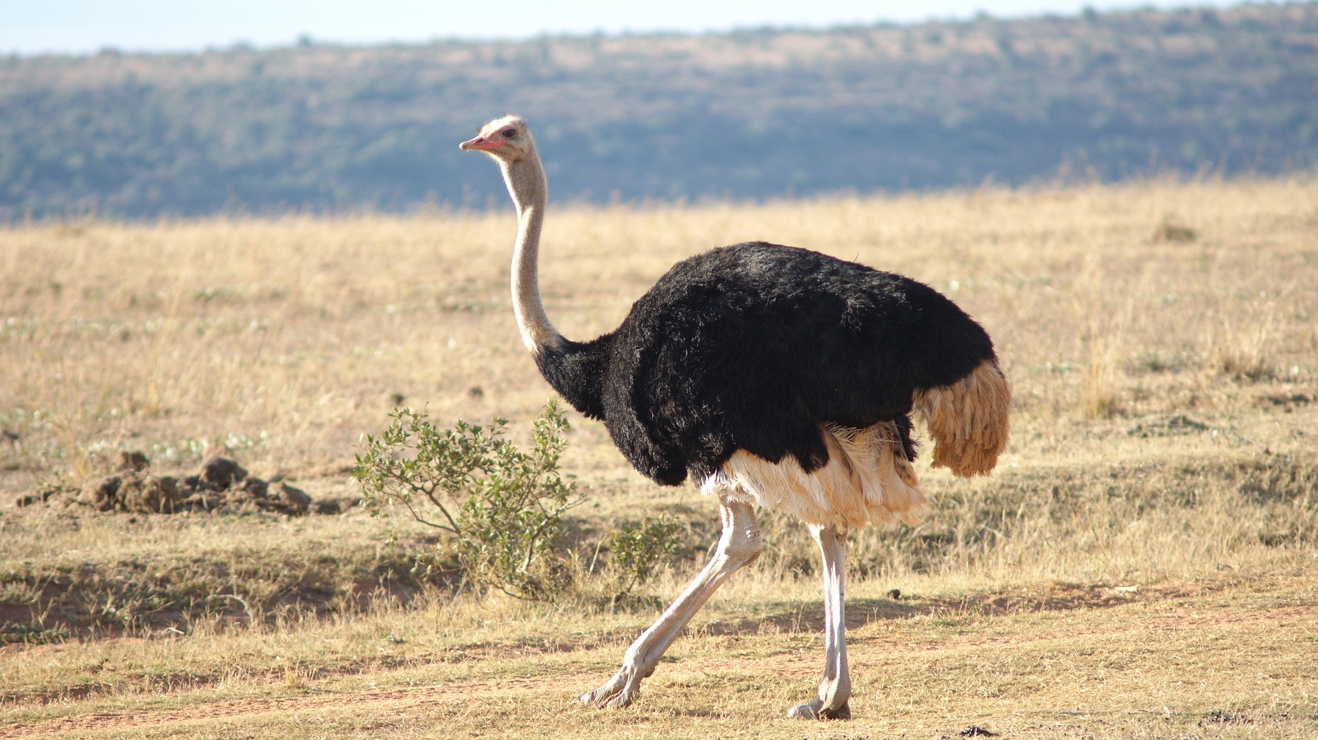 ostriches
