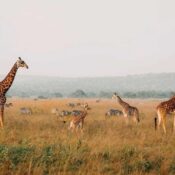 Uganda and Rwanda Safari Costs, Wildlife and Packages