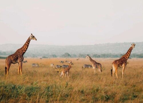 Uganda and Rwanda Safari Costs, Wildlife and Packages