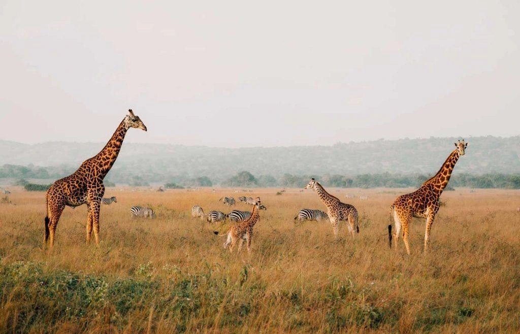 Uganda and Rwanda Safari Costs, Wildlife and Packages