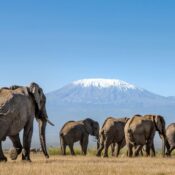 Custom East Africa Safari Itinerary in Kenya and Tanzania
