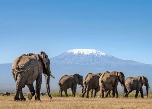Custom East Africa Safari Itinerary in Kenya and Tanzania