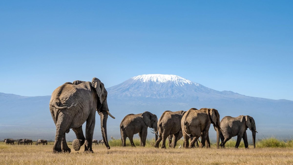Custom East Africa Safari Itinerary in Kenya and Tanzania
