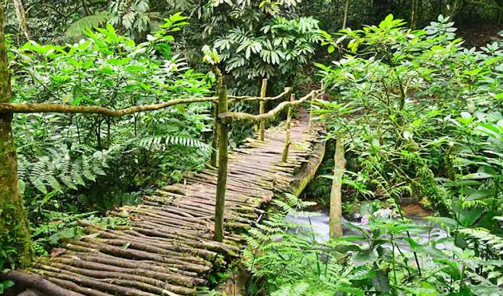 Sunlight filtering through a green tropical forest