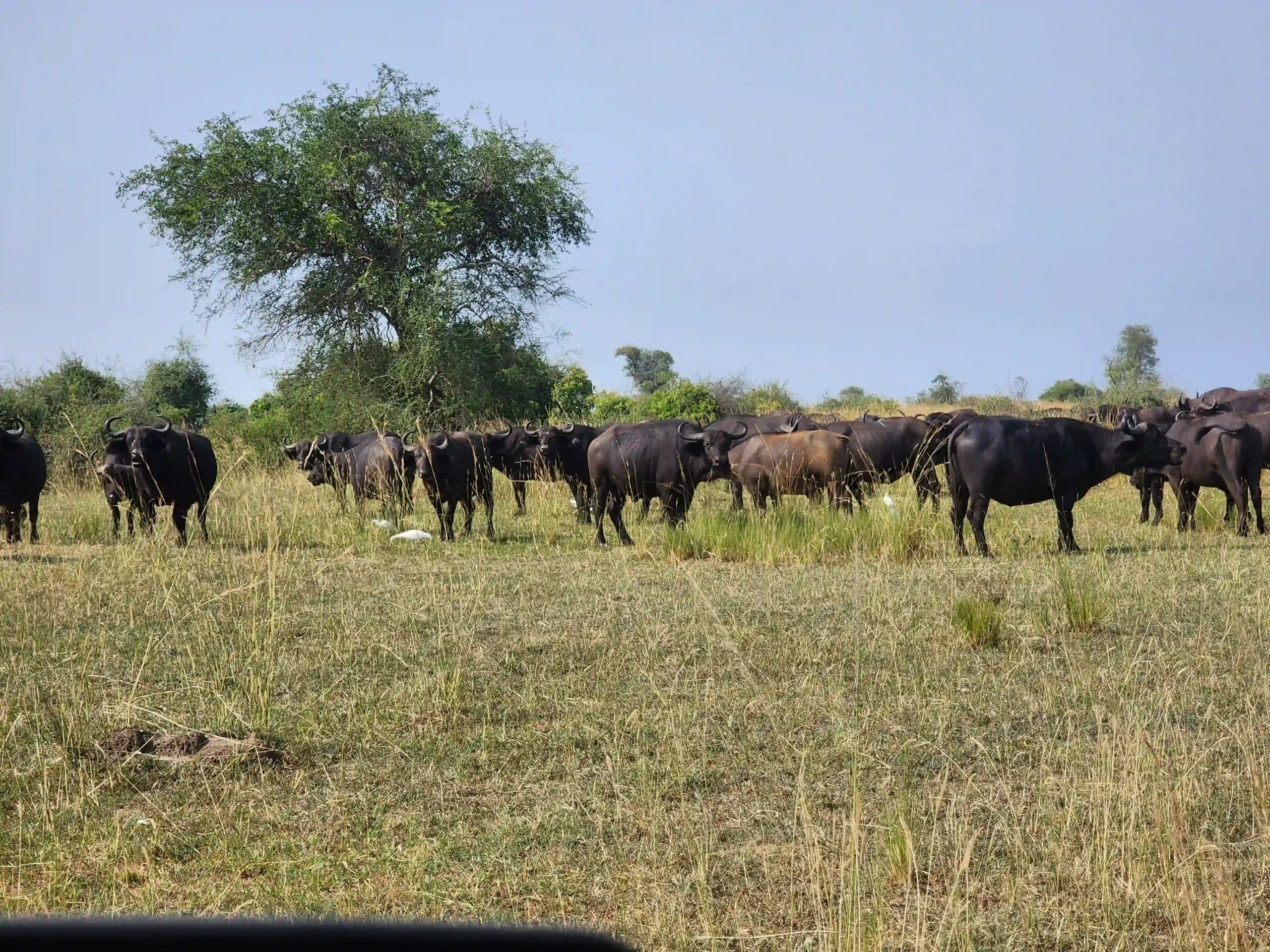 African elephant herd in an open savannah