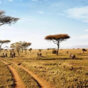 Tailor Made East Africa Safari Itinerary Planning