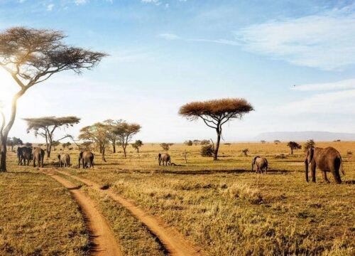 Tailor Made East Africa Safari Itinerary Planning