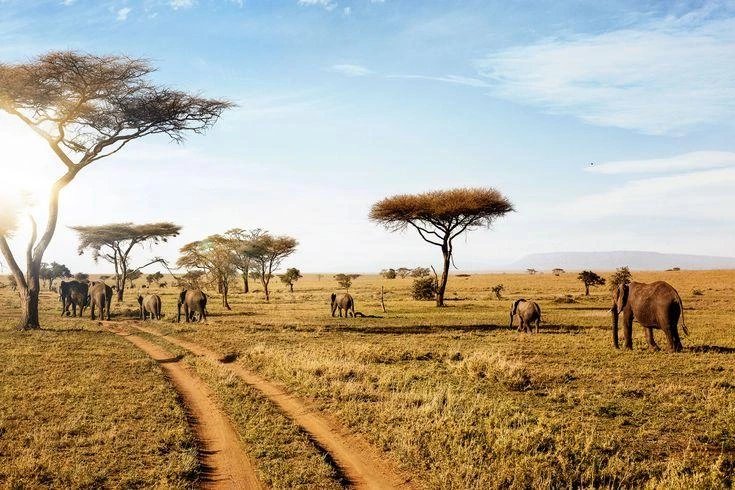 Tailor Made East Africa Safari Itinerary Planning