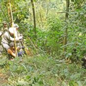 Uganda safari packages for gorilla trekking and wildlife