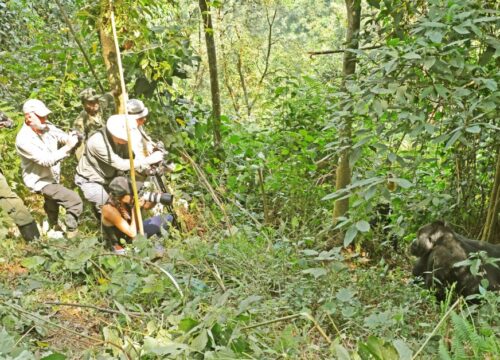 Uganda safari packages for gorilla trekking and wildlife