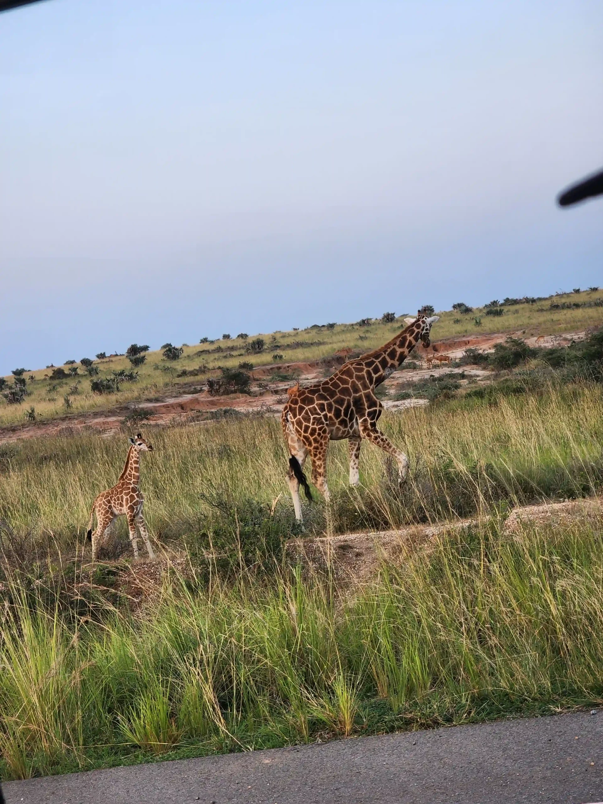 Murchison Falls on a longer Uganda wildlife safari
