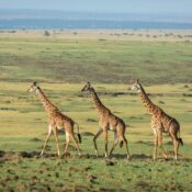 Uganda Kenya Tanzania Safari: Plan a Three-Country Journey