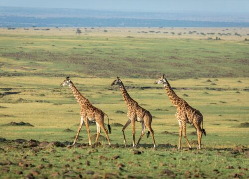 Uganda Kenya Tanzania Safari: Plan a Three-Country Journey