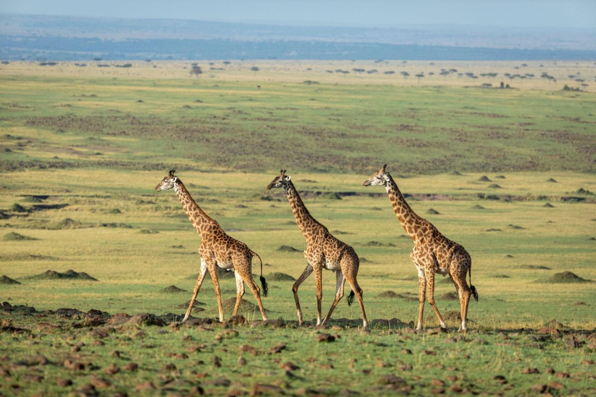 Uganda Kenya Tanzania Safari: Plan a Three-Country Journey