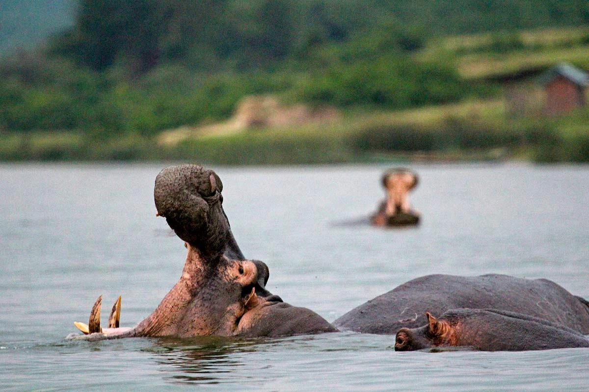 Buffaloes and waterbirds in Queen Elizabeth National Park