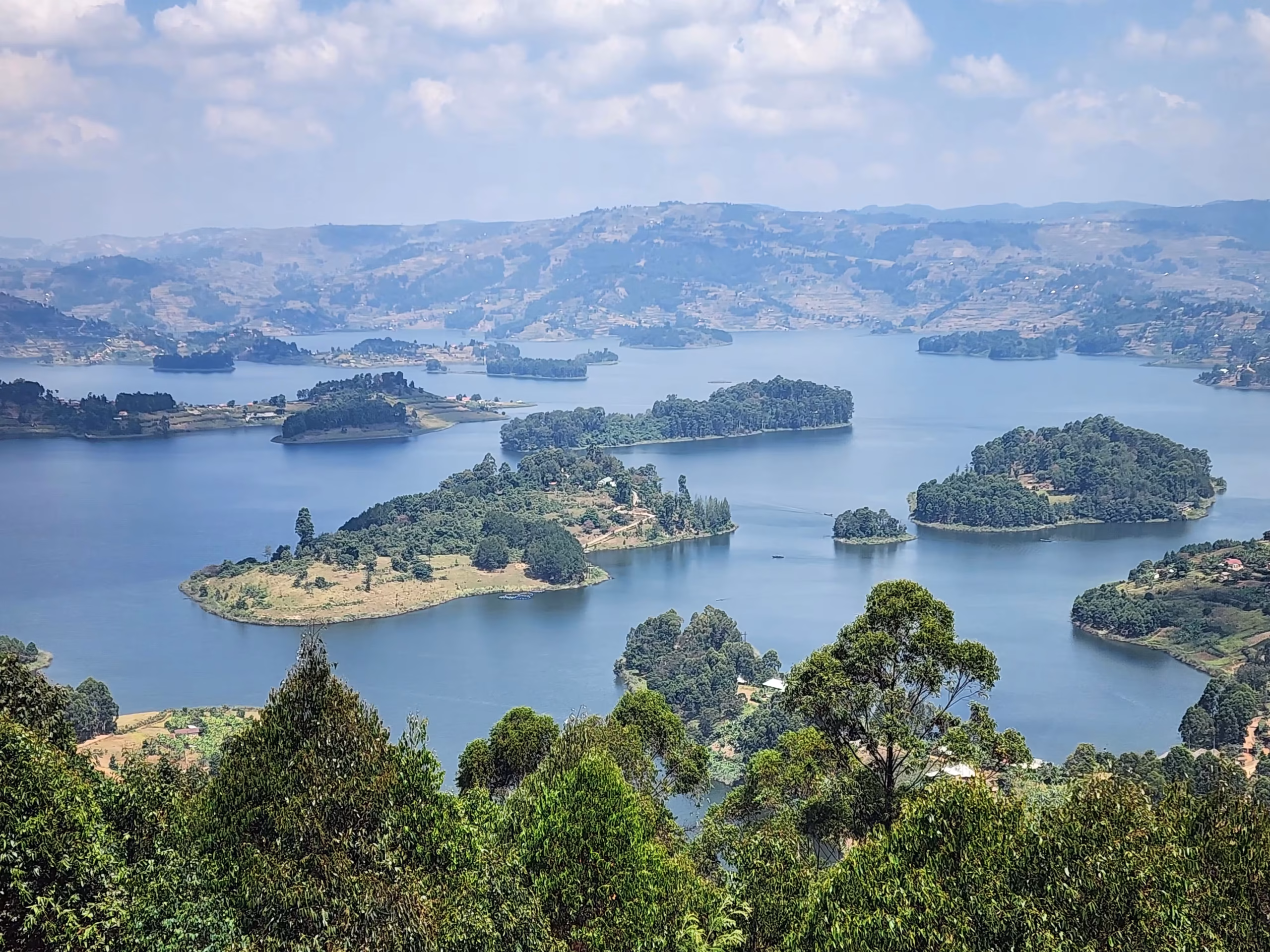 Rainforest scenery in Bwindi Impenetrable National Park