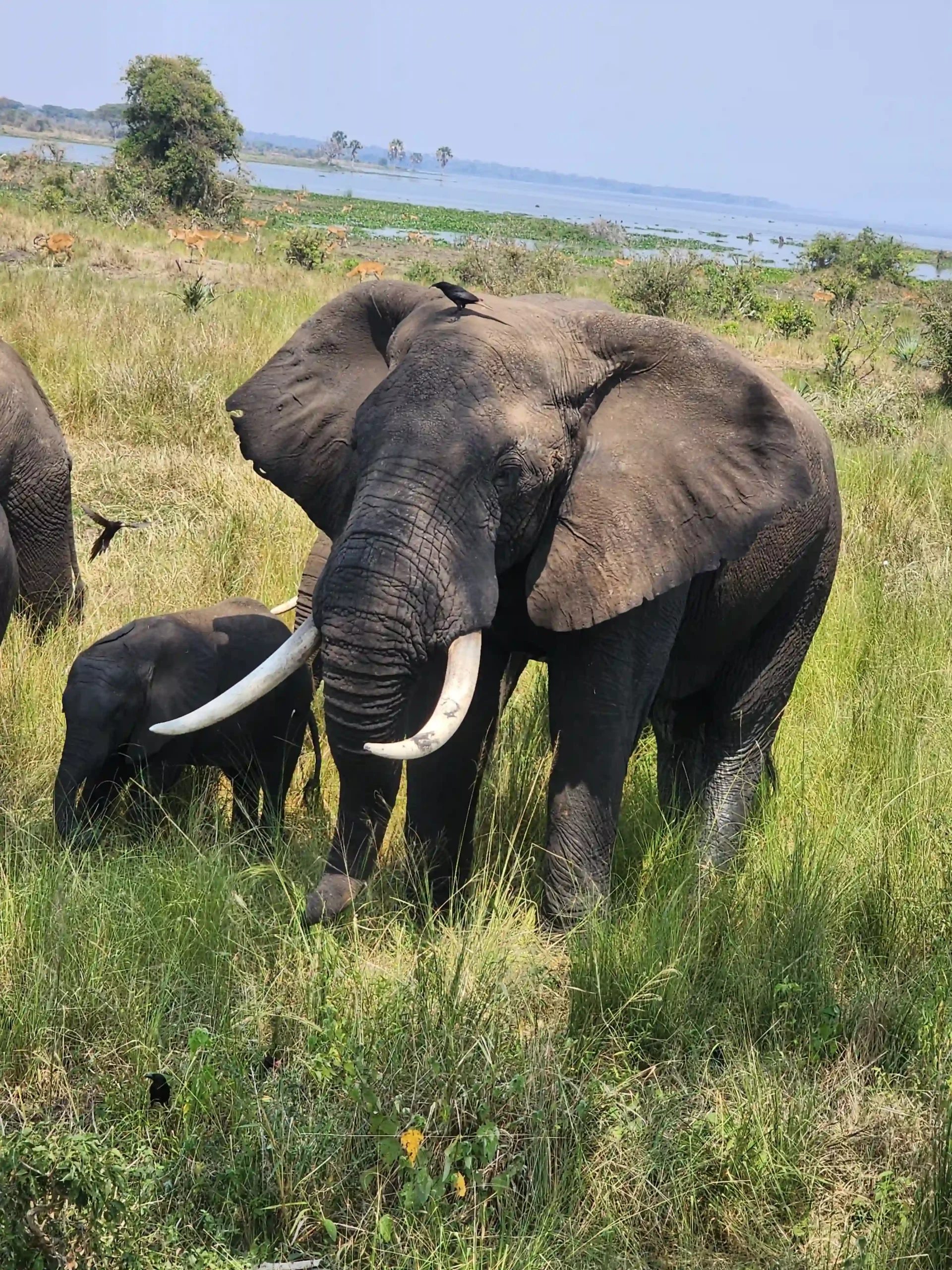 African wildlife in its natural habitat